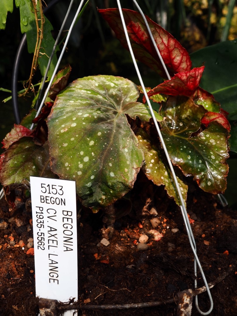 B. ‘Axel Lange’